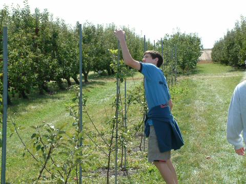 Apples on sharp stakes.