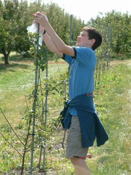 Apples on sharp stakes.