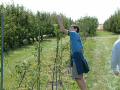 Apples on sharp stakes.