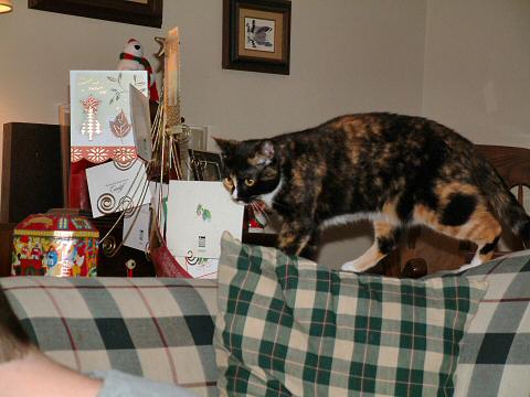 Lilly Xmas Cards