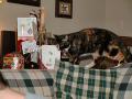 Lilly Xmas Cards
